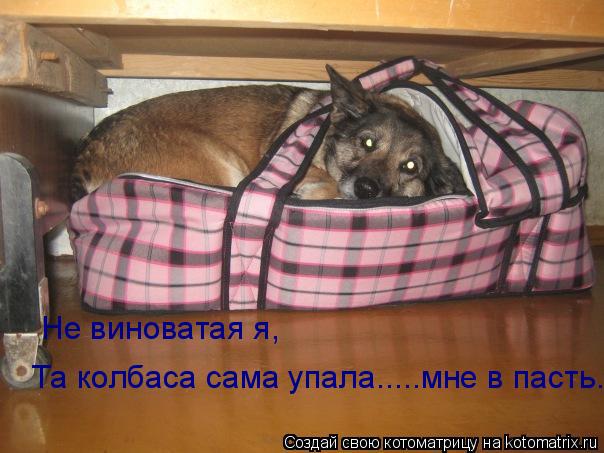 Не виноватая я, Та колбаса сама упала.....мне в пасть.... Котоматрица: Не виноватая я, Та колбаса сама упала.....мне в пасть.