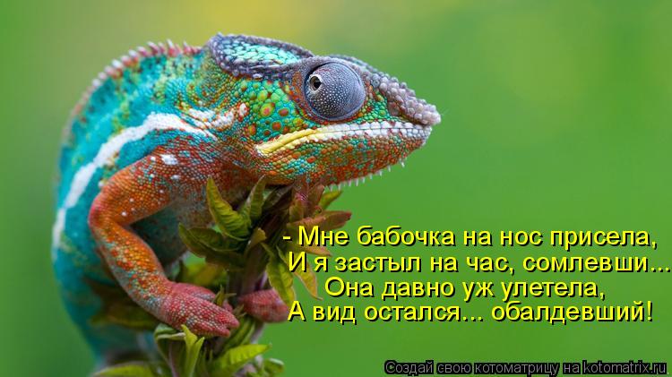 - Мне бабочка на нос присела, И я застыл на час, сомлевши... Она давно уж улетела, А вид остался... о... Котоматрица: - Мне бабочка на нос присела, И я застыл на час, сомлевши... Она давно уж улетела, А вид остался... обалдевший!