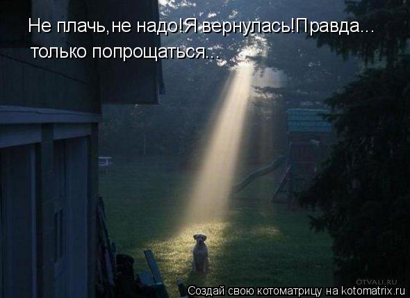 Не плачь,не надо!Я вернулась!Правда... только попрощаться...... Котоматрица: Не плачь,не надо!Я вернулась!Правда... только попрощаться...