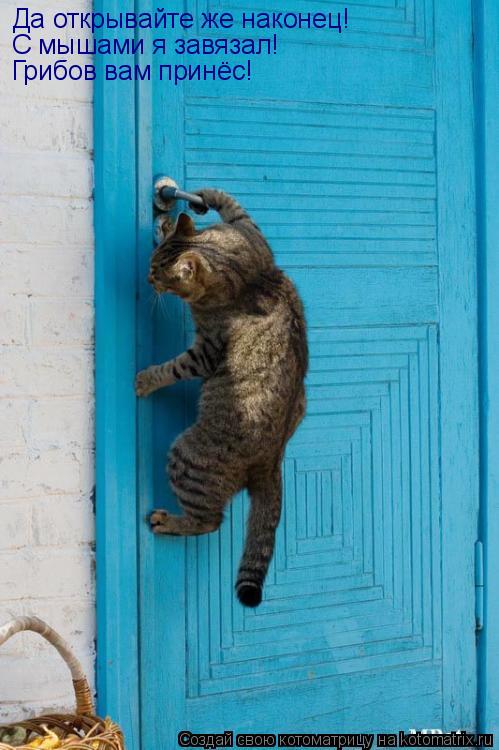 Да открывайте же наконец! С мышами я завязал! Грибов вам принёс!... Котоматрица: Да открывайте же наконец! С мышами я завязал! Грибов вам принёс!