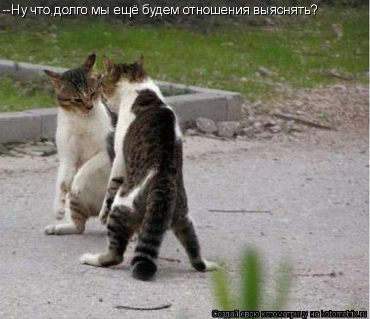 Котоматрица: --Ну что,долго мы ещё будем отношения выяснять?