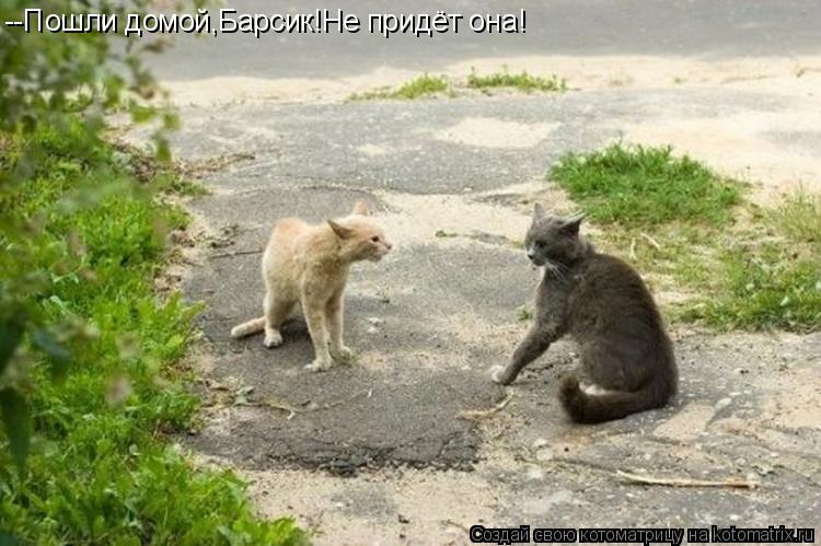 --Пошли домой,Барсик!Не придёт она!... Котоматрица: --Пошли домой,Барсик!Не придёт она!
