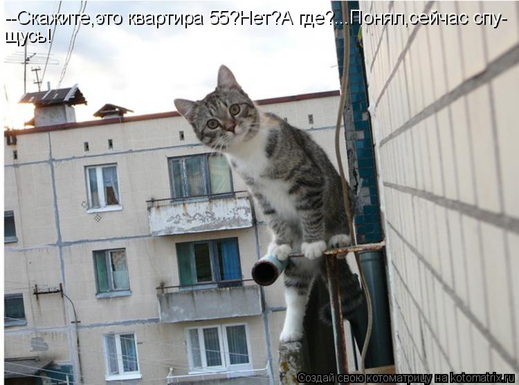 --Скажите,это квартира 55?Нет?А где?...Понял,сейчас спу- щусь!... Котоматрица: --Скажите,это квартира 55?Нет?А где?...Понял,сейчас спу- щусь!