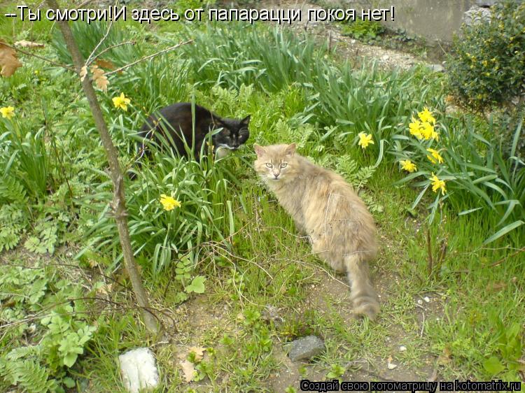 --Ты смотри!И здесь от папарацци покоя нет!... Котоматрица: --Ты смотри!И здесь от папарацци покоя нет!