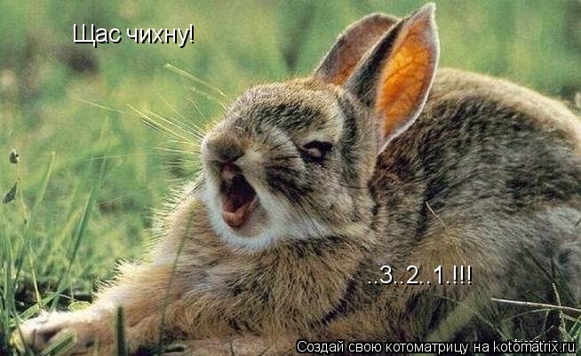 Щас чихну! ..3..2..1.!!!... Котоматрица: Щас чихну! ..3..2..1.!!!