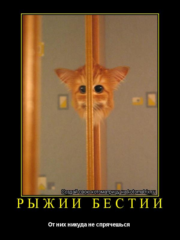 рыжии бестии От них никуда не спрячешься ... Котоматрица: рыжии бестии От них никуда не спрячешься