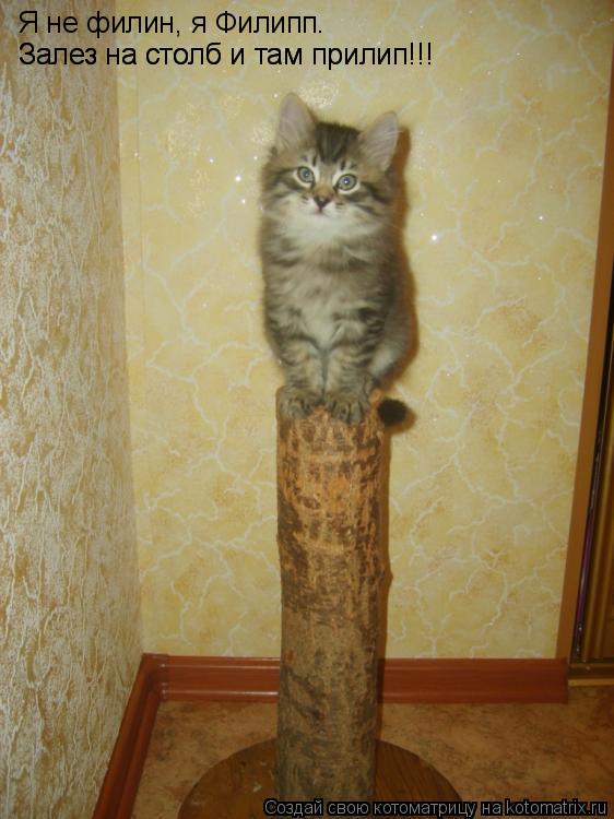 Я не филин, я Филипп. Залез на столб и там прилип!!! Залез на столб и там прилип!!!... Котоматрица: Я не филин, я Филипп. Залез на столб и там прилип!!! Залез на столб и там прилип!!!