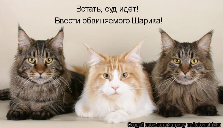 Встать, суд идёт! Ввести обвиняемого Шарика!... Котоматрица: Встать, суд идёт! Ввести обвиняемого Шарика!