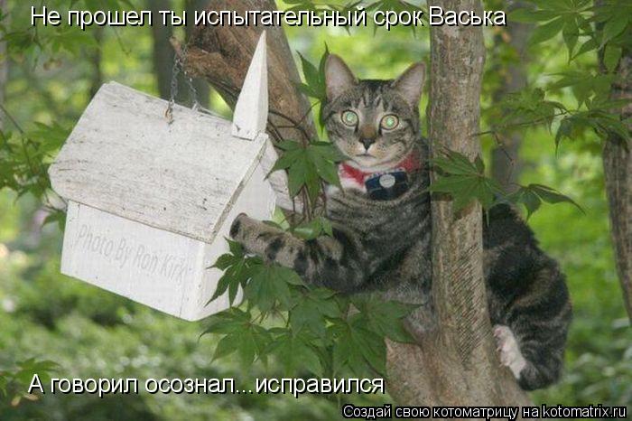 Котоматрица: Не прошел ты испытательный срок Васька А говорил осознал...исправился