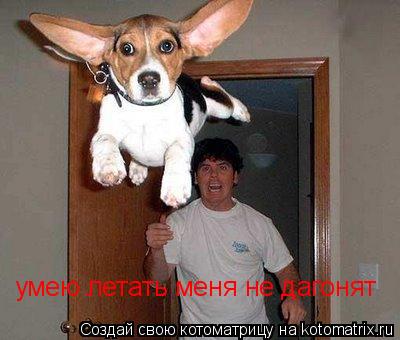 Котоматрица: умею летать меня не дагонят