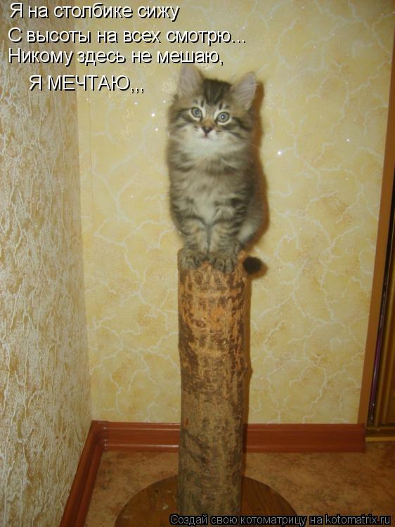 Котоматрица: Я на столбике сижу С высоты на всех смотрю... Никому здесь не мешаю, Я МЕЧТАЮ,,,