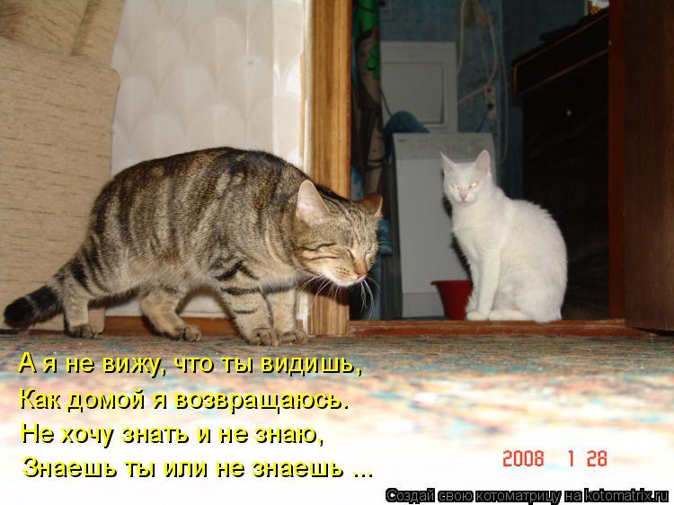 А я не вижу, что ты видишь, Как домой я возвращаюсь. Не хочу знать и не знаю, Знаешь ты или не знаешь... Котоматрица: А я не вижу, что ты видишь, Как домой я возвращаюсь. Не хочу знать и не знаю, Знаешь ты или не знаешь ...