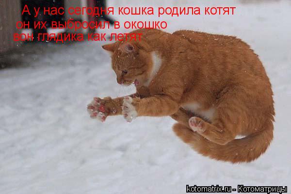 Котоматрица: А у нас сегодня кошка родила котят он их выбросил в окошко вон глядика как летят