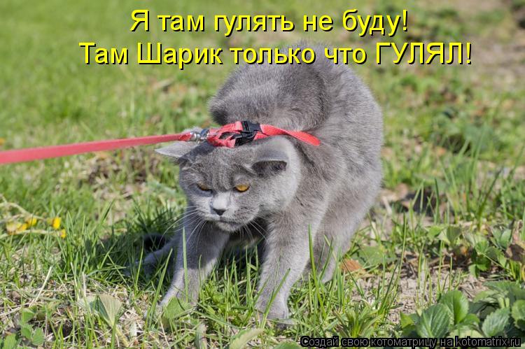 Я там гулять не буду! Там Шарик только что ГУЛЯЛ!... Котоматрица: Я там гулять не буду! Там Шарик только что ГУЛЯЛ!
