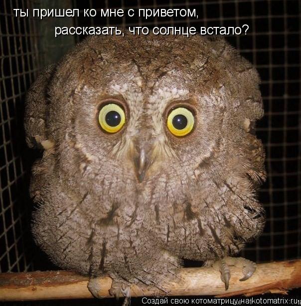 ты пришел ко мне с приветом, рассказать, что солнце встало?... Котоматрица: ты пришел ко мне с приветом, рассказать, что солнце встало?