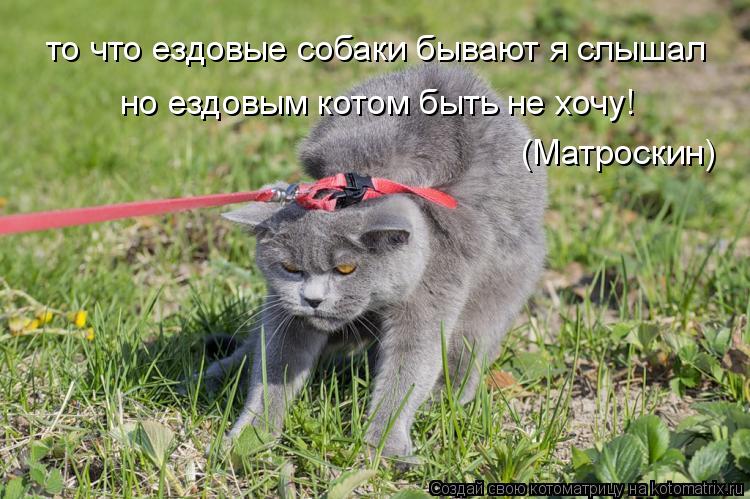 то что ездовые собаки бывают я слышал но ездовым котом быть не хочу! (Матроскин)... Котоматрица: то что ездовые собаки бывают я слышал но ездовым котом быть не хочу! (Матроскин)