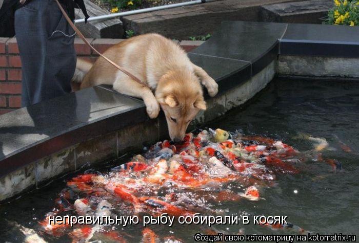 Котоматрица: неправильную рыбу собирали в косяк