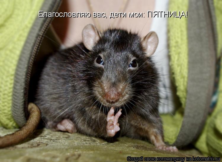 Котоматрица: Благословляю вас, дети мои: ПЯТНИЦА!
