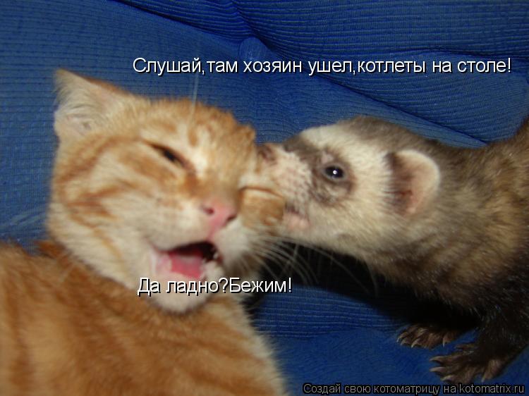 Котоматрица: Слушай,там хозяин ушел,котлеты на столе! Да ладно?Бежим!