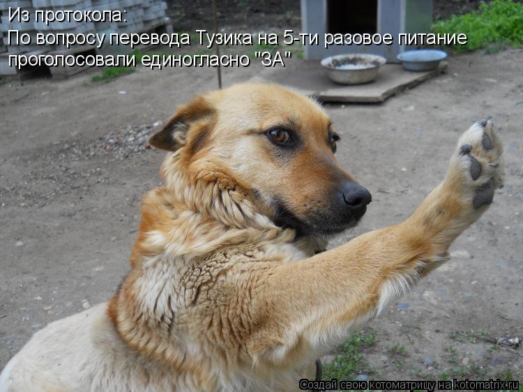 Из протокола: По вопросу перевода Тузика на 5-ти разовое питание проголосовали единогласно "ЗА"... Котоматрица: Из протокола: По вопросу перевода Тузика на 5-ти разовое питание проголосовали единогласно "ЗА"