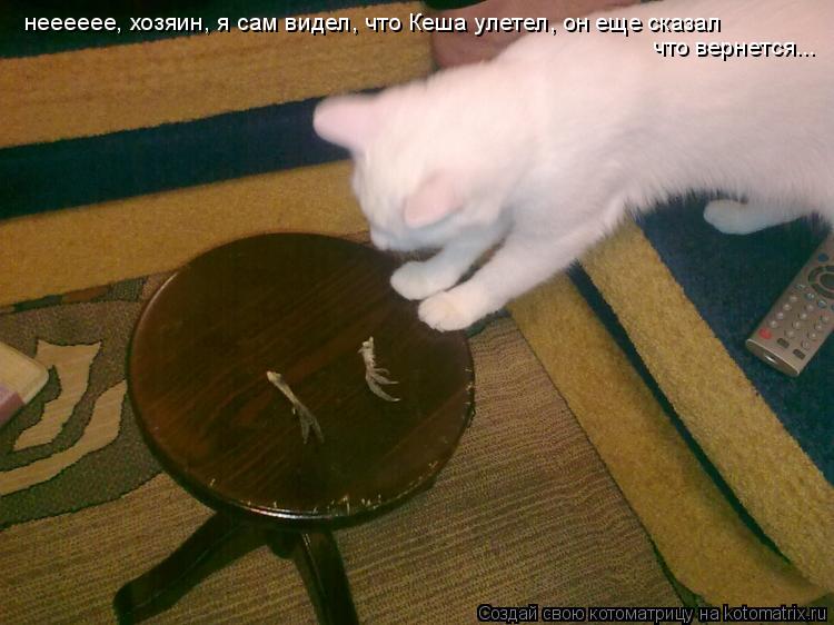 нееееее, хозяин, я сам видел, что Кеша улетел, он еще сказал что вернется...... Котоматрица: нееееее, хозяин, я сам видел, что Кеша улетел, он еще сказал что вернется...