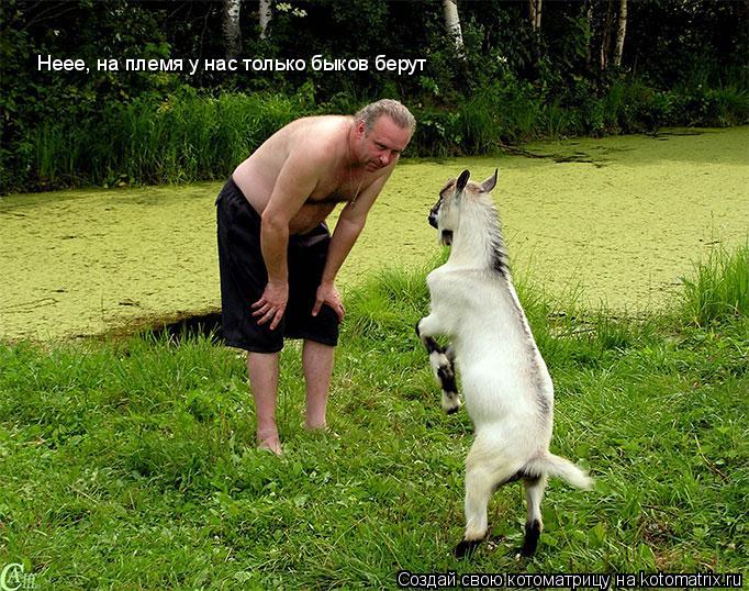 Котоматрица: Неее, на племя у нас только быков берут