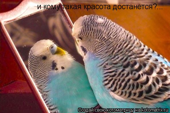 и кому такая красота достанется?...... Котоматрица: и кому такая красота достанется?...