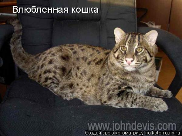 Влюбленная кошка... Котоматрица: Влюбленная кошка