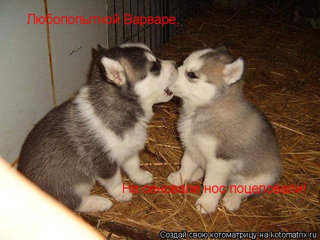 Любопопытной Варваре, На сеновале нос поцеловали!... Котоматрица: Любопопытной Варваре, На сеновале нос поцеловали!