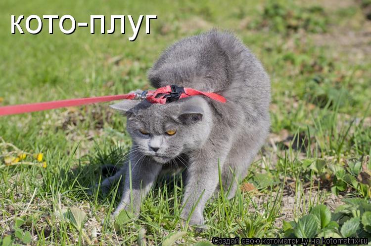 кото-плуг... Котоматрица: кото-плуг