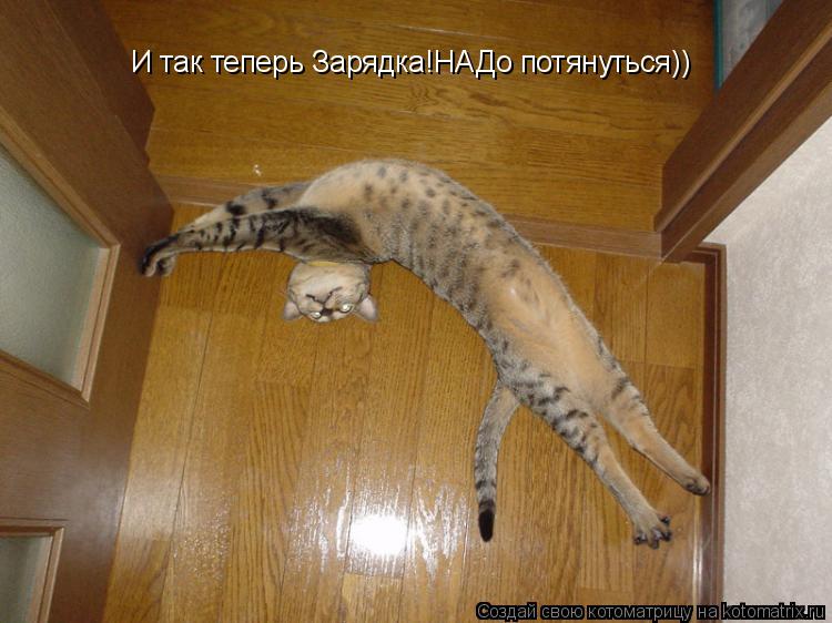 И так теперь Зарядка!НАДо потянуться))... Котоматрица: И так теперь Зарядка!НАДо потянуться))
