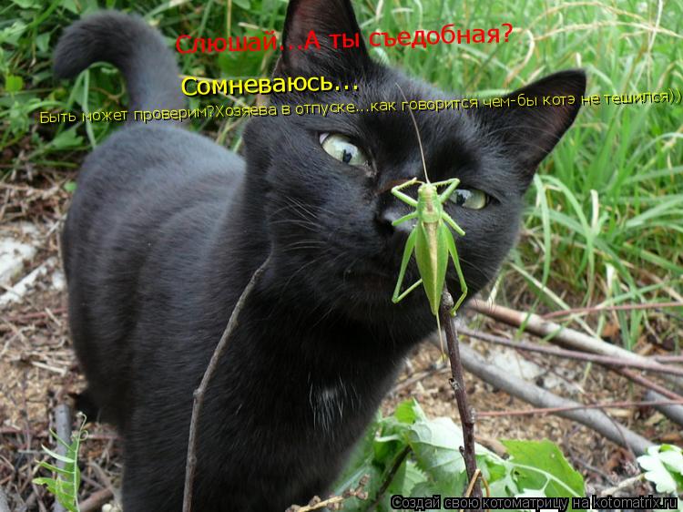 Слюшай...А ты съедобная? Сомневаюсь... Быть может проверим?Хозяева в отпуске...как говорится чем-бы к... Котоматрица: Слюшай...А ты съедобная? Сомневаюсь... Быть может проверим?Хозяева в отпуске...как говорится чем-бы котэ не тешился))