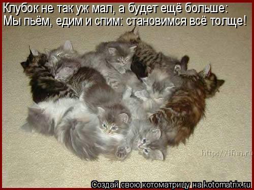 Клубок не так уж мал, а будет ещё больше: Мы пьём, едим и спим: становимся всё толще!... Котоматрица: Клубок не так уж мал, а будет ещё больше: Мы пьём, едим и спим: становимся всё толще!