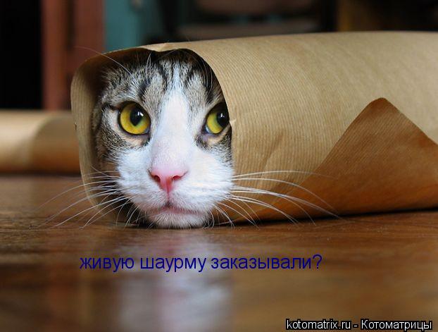 живую шаурму заказывали?... Котоматрица: живую шаурму заказывали?