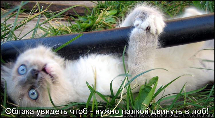 Облака увидеть чтоб - нужно палкой двинуть в лоб!... Котоматрица: Облака увидеть чтоб - нужно палкой двинуть в лоб!