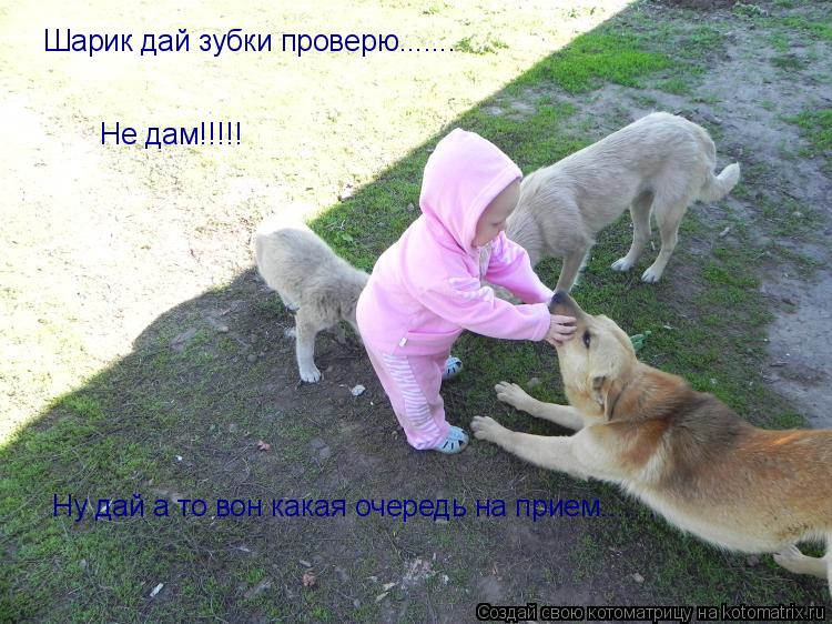 Не дам!!!!! Шарик дай зубки проверю....... Ну дай а то вон какая очередь на прием.......... Котоматрица: Не дам!!!!! Шарик дай зубки проверю....... Ну дай а то вон какая очередь на прием.......