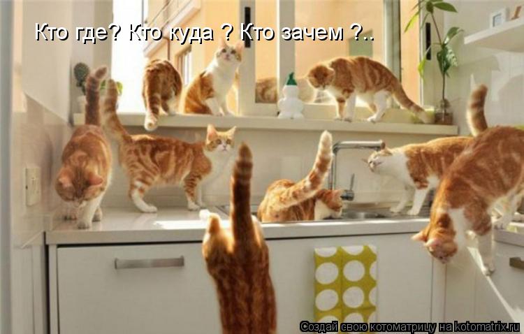 Кто где? Кто куда ? Кто зачем ?..... Котоматрица: Кто где? Кто куда ? Кто зачем ?..