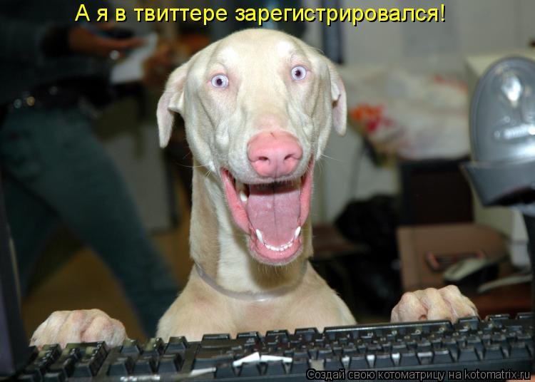 А я в твиттере зарегистрировался!... Котоматрица: А я в твиттере зарегистрировался!