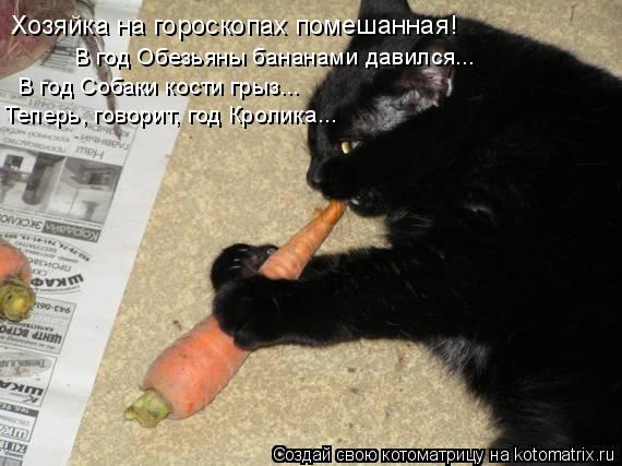Котоматрица: Хозяйка на гороскопах помешанная! В год Обезьяны бананами давился... В год Собаки кости грыз... Теперь, говорит, год Кролика...