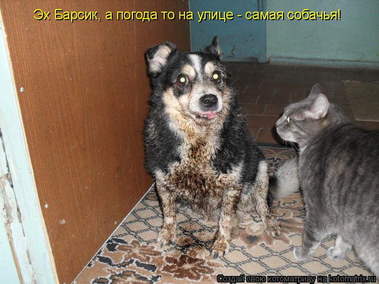 Эх Барсик, а погода то на улице - самая собачья!... Котоматрица: Эх Барсик, а погода то на улице - самая собачья!