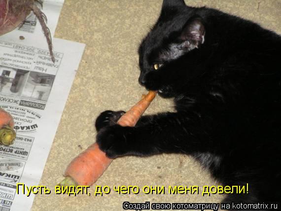 Пусть видят, до чего они меня довели!... Котоматрица: Пусть видят, до чего они меня довели!