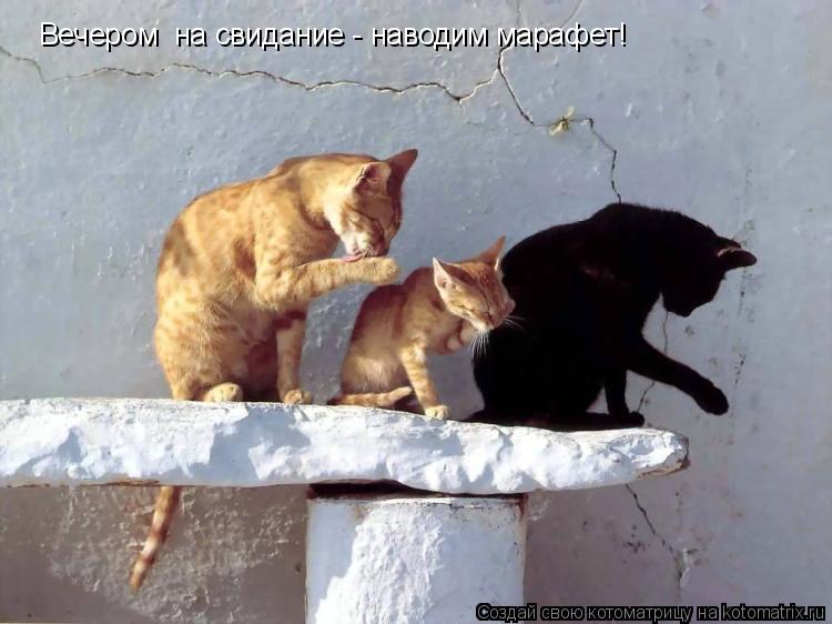 Вечером на свидание - наводим марафет!... Котоматрица: Вечером на свидание - наводим марафет!