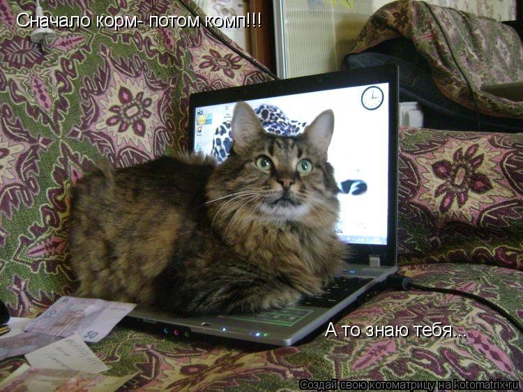 Сначало корм- потом комп!!! А то знаю тебя...... Котоматрица: Сначало корм- потом комп!!! А то знаю тебя...