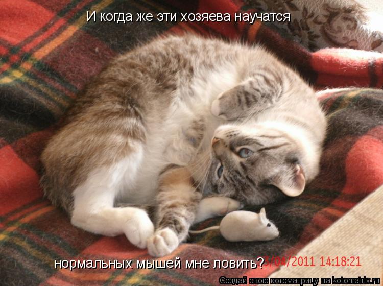 И когда же эти хозяева научатся нормальных мышей мне ловить?... Котоматрица: И когда же эти хозяева научатся нормальных мышей мне ловить?
