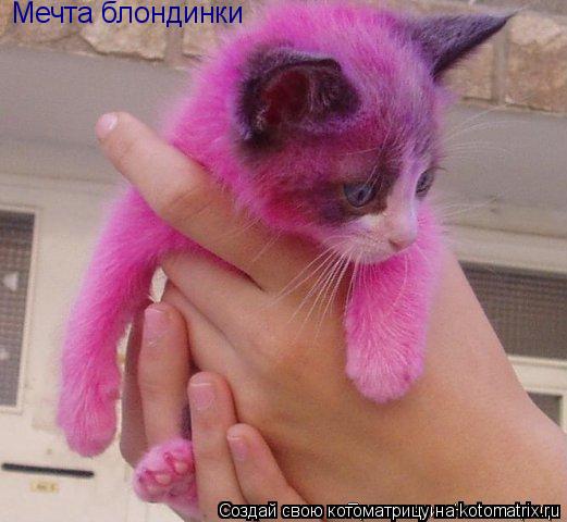 Мечта блондинки... Котоматрица: Мечта блондинки