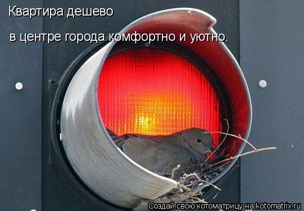 Квартира дешево в центре города комфортно и уютно.... Котоматрица: Квартира дешево в центре города комфортно и уютно.