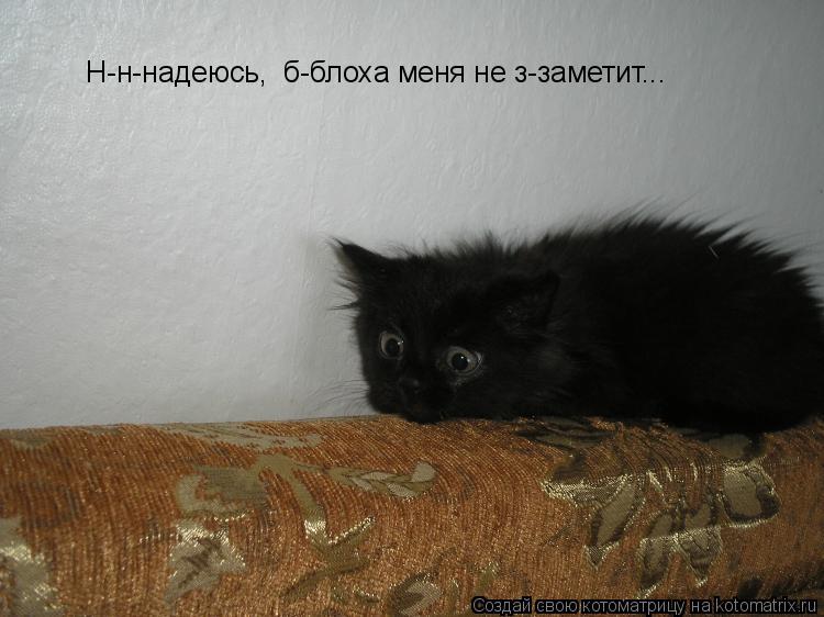 Н-н-надеюсь, б-блоха меня не з-заметит...... Котоматрица: Н-н-надеюсь, б-блоха меня не з-заметит...