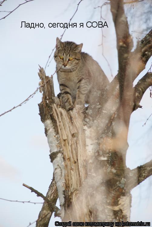 Ладно, сегодня я СОВА... Котоматрица: Ладно, сегодня я СОВА
