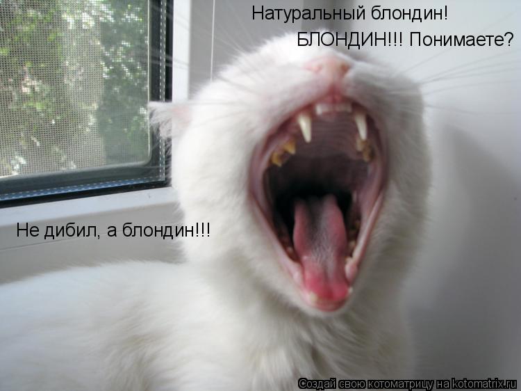 Натуральный блондин! БЛОНДИН!!! Понимаете? Не дибил, а блондин!!!... Котоматрица: Натуральный блондин! БЛОНДИН!!! Понимаете? Не дибил, а блондин!!!