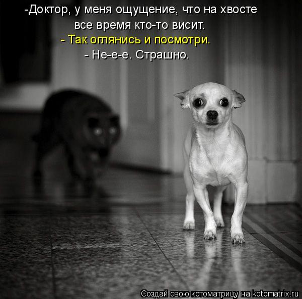 -Доктор, у меня ощущение, что на хвосте все время кто-то висит. - Так оглянись и посмотри. - Не-е... Котоматрица: -Доктор, у меня ощущение, что на хвосте все время кто-то висит. - Так оглянись и посмотри. - Не-е-е. Страшно.